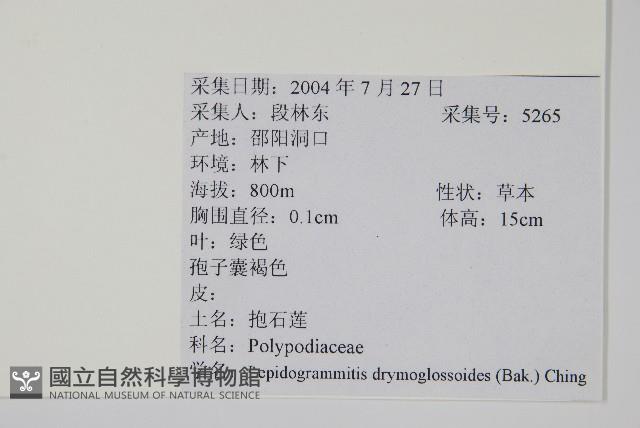 抱石蓮藏品圖，第2張