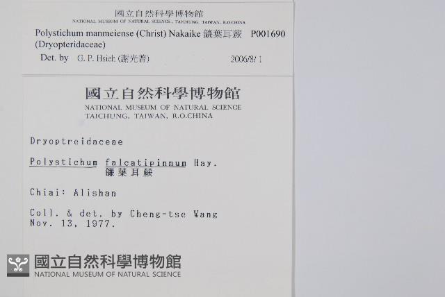 鐮葉耳蕨藏品圖，第2張