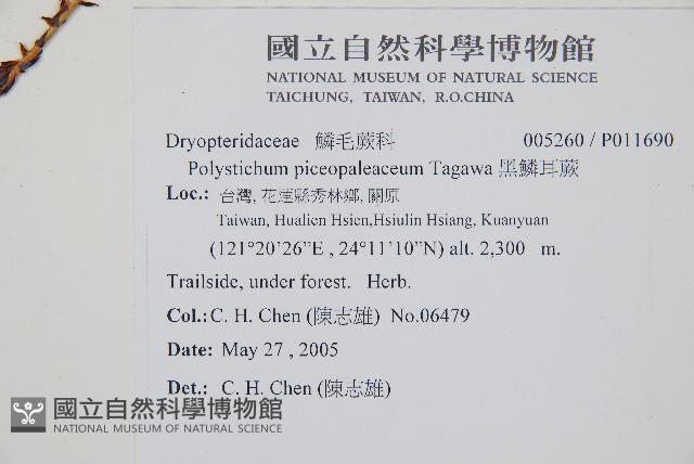 黑鱗耳蕨藏品圖，第2張