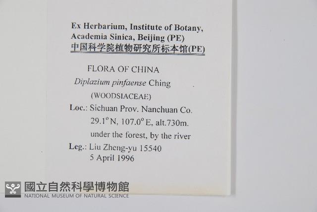 鎌羽雙蓋蕨藏品圖，第2張