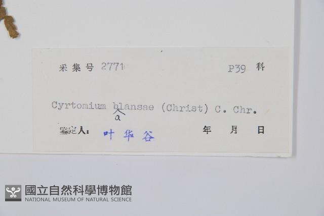 鐮羽貫眾藏品圖，第2張