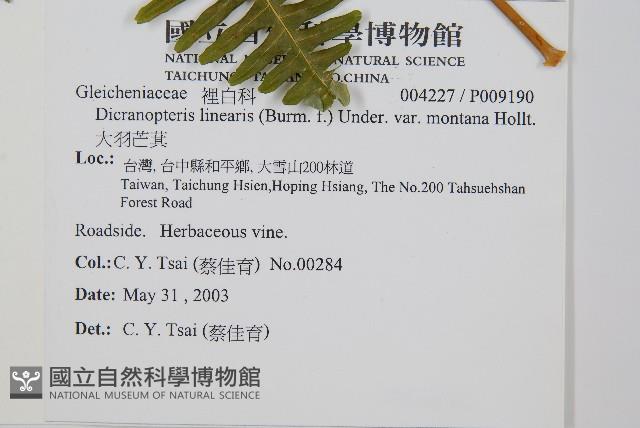 大羽芒萁藏品圖，第2張