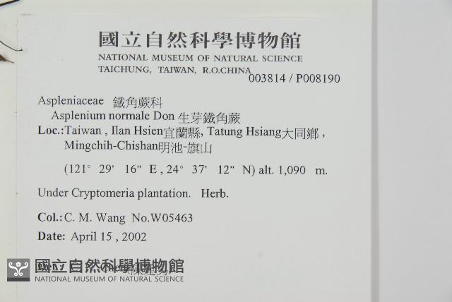 生芽鐵角蕨藏品圖，第2張