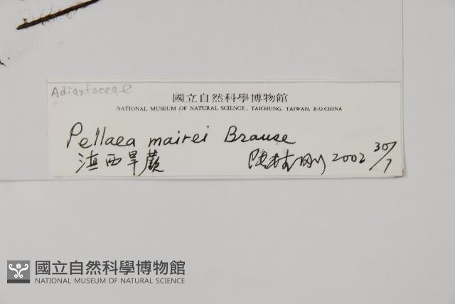 滇西旱蕨藏品圖，第2張