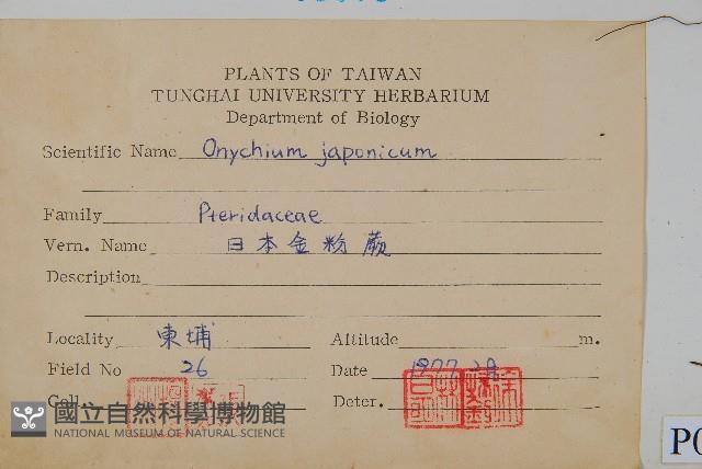 日本金粉蕨藏品圖，第2張