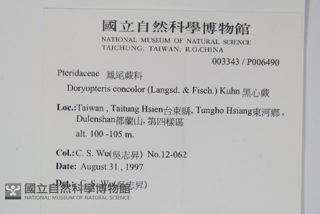 黑心蕨藏品圖，第2張