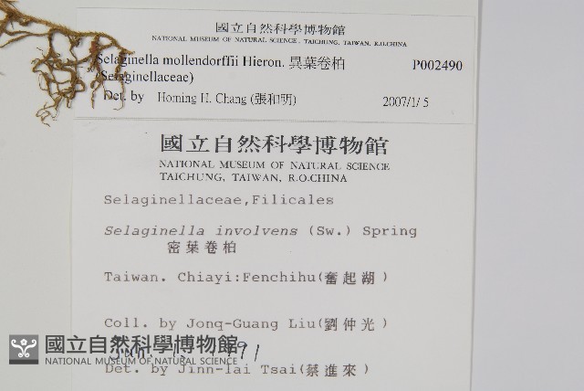 異葉卷柏藏品圖，第2張
