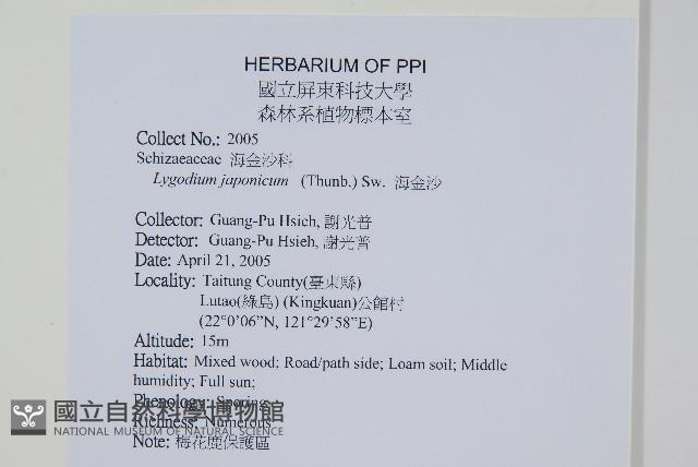 海金沙藏品圖，第2張