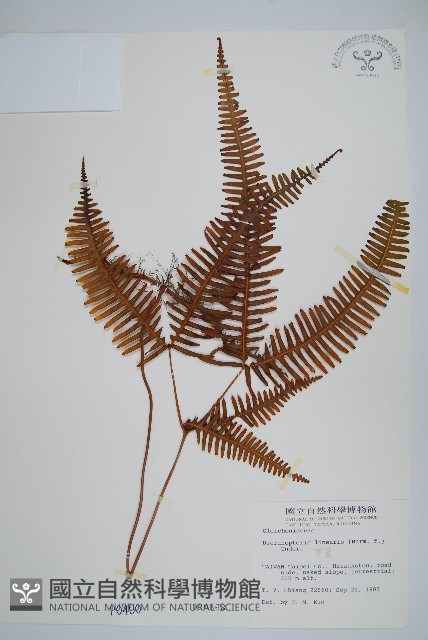 芒萁藏品圖，第1張