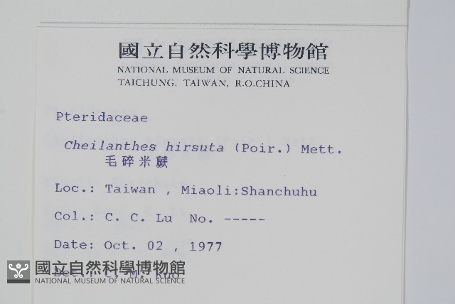 毛碎米蕨藏品圖，第2張