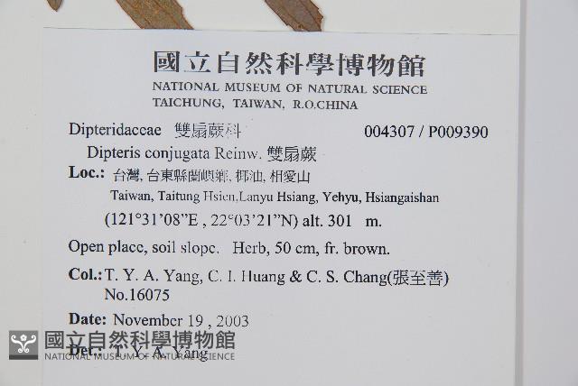 雙扇蕨藏品圖，第2張