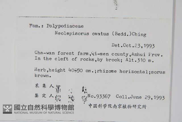 盾蕨藏品圖，第2張