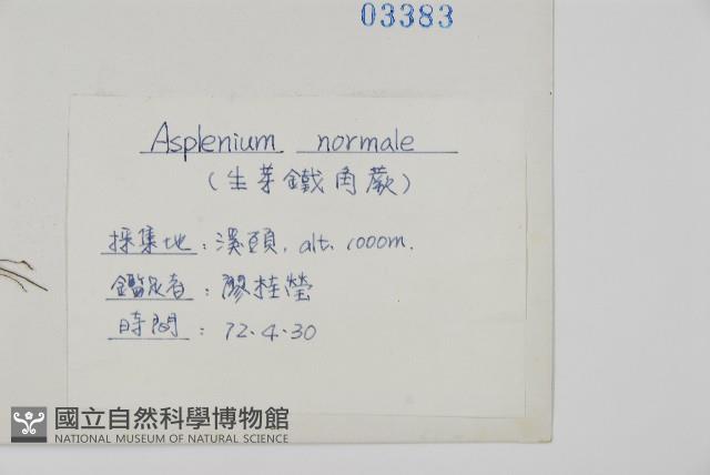 生芽鐵角蕨藏品圖，第2張