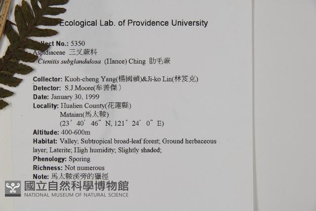 肋毛蕨藏品圖，第2張