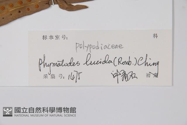 雙葉密網蕨藏品圖，第2張