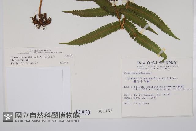 密毛毛蕨藏品圖，第2張