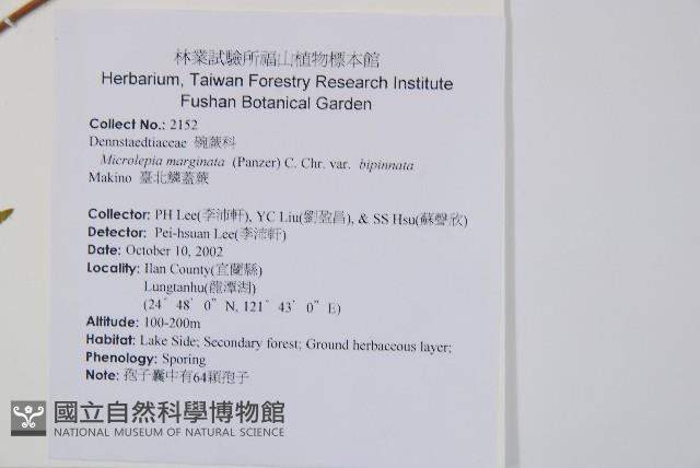 臺北鱗蓋蕨藏品圖，第2張