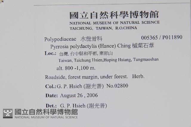 槭葉石葦藏品圖，第2張