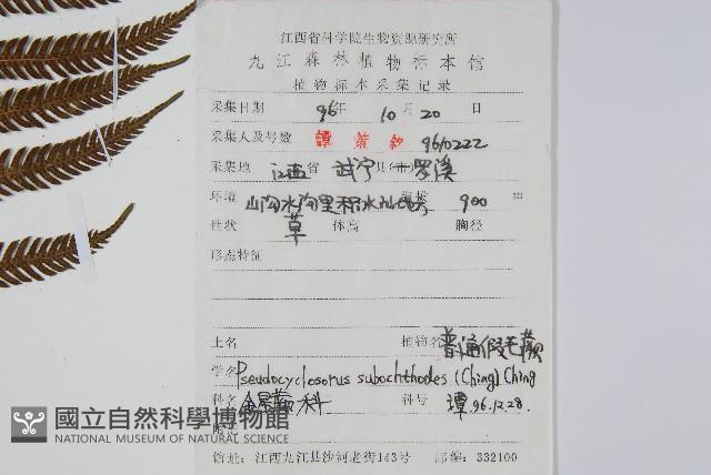 普通假毛蕨藏品圖，第2張