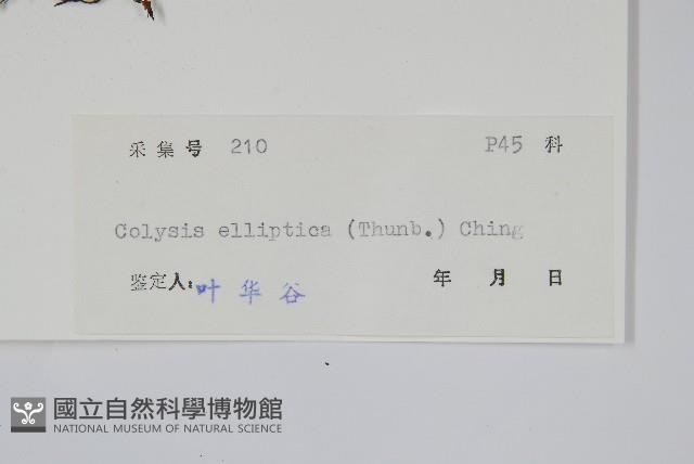 橢圓線蕨藏品圖，第2張