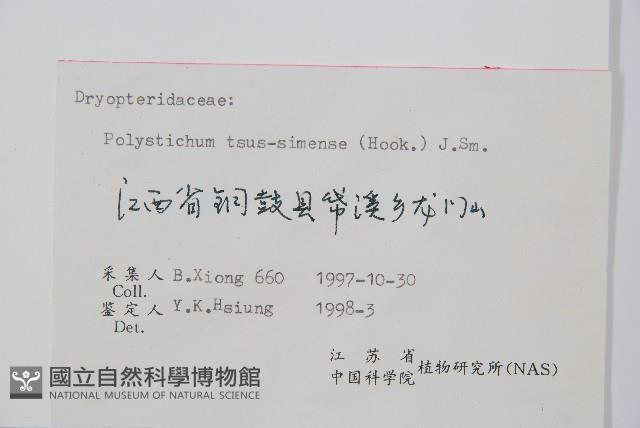 馬祖耳蕨藏品圖，第2張