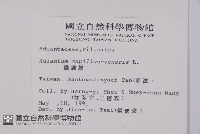 鐵線蕨藏品圖，第2張