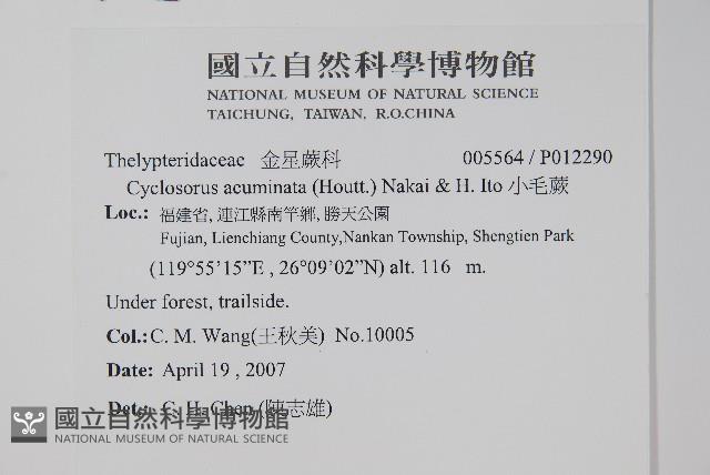 密毛毛蕨藏品圖，第2張