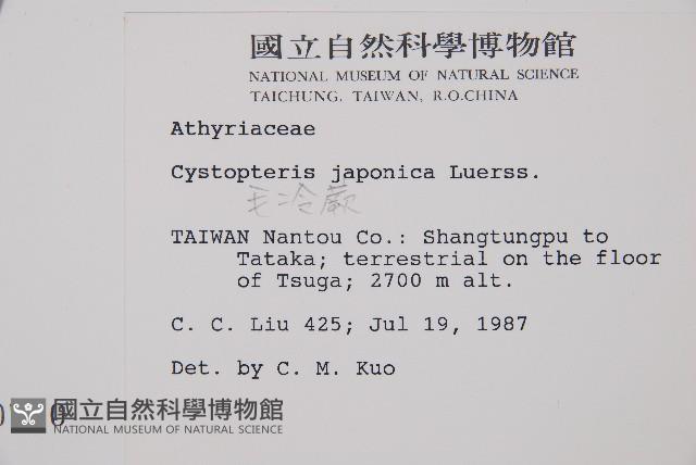 毛冷蕨藏品圖，第2張