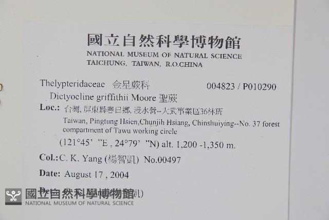 聖蕨藏品圖，第2張