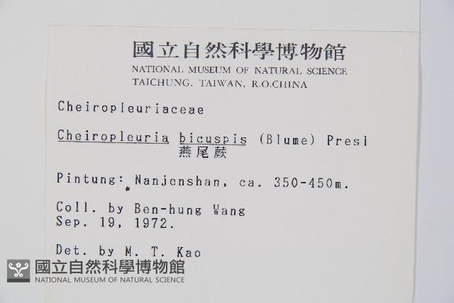 燕尾蕨藏品圖，第5張