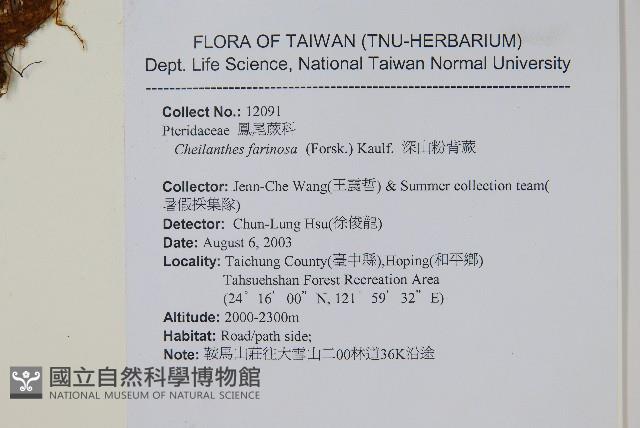 深山粉背蕨藏品圖，第2張