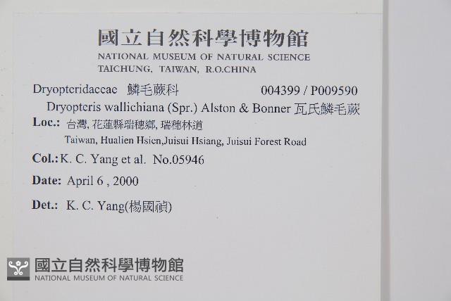 瓦氏鱗毛蕨藏品圖，第2張