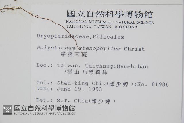 芽胞耳蕨、芽孢耳蕨藏品圖，第2張