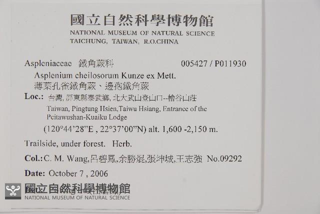 薄葉孔雀鐵角蕨、邊孢鐵角蕨藏品圖，第2張