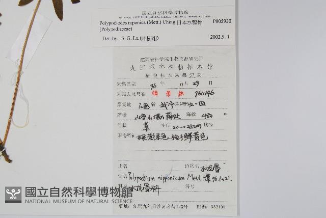 日本水龍骨藏品圖，第2張