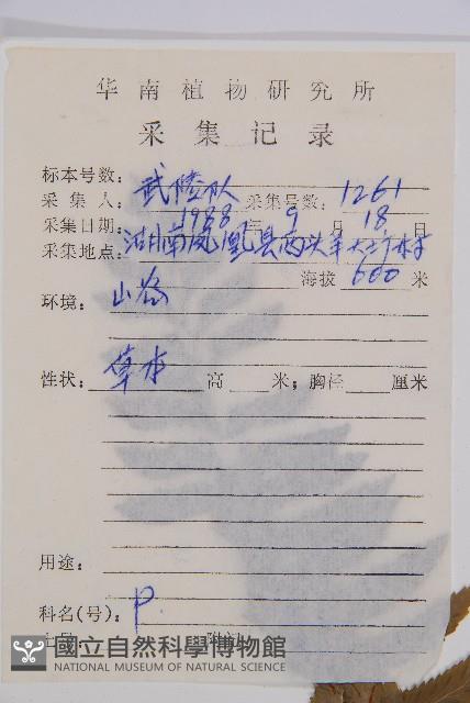 單邊鐵角蕨藏品圖，第2張