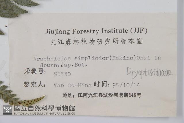 長尾複葉耳蕨藏品圖，第2張