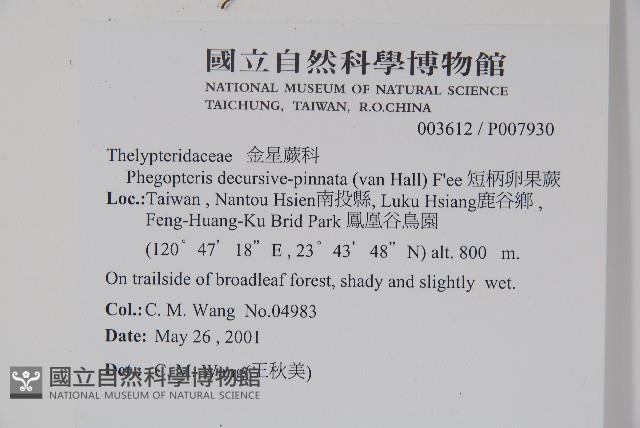 翅軸假金星蕨、短柄卵果蕨藏品圖，第2張