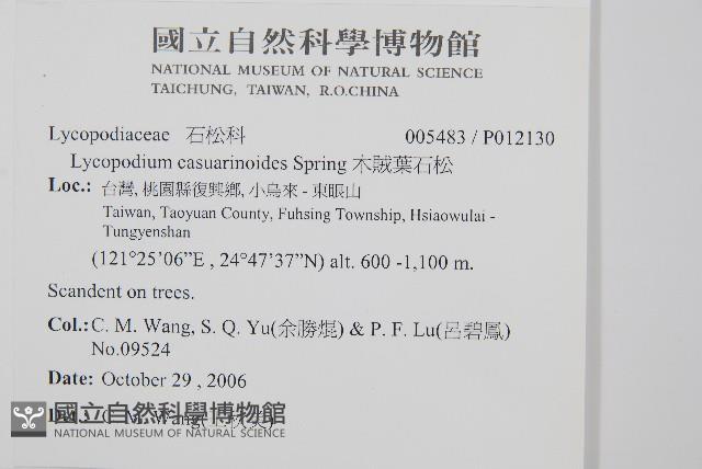 木賊葉石松藏品圖，第2張