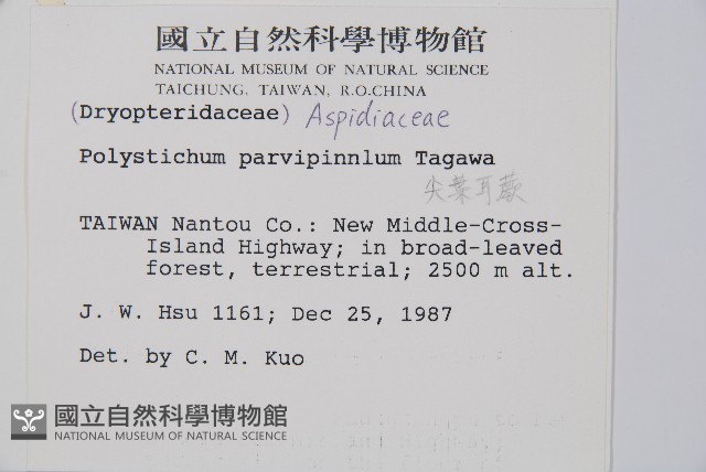 尖葉耳蕨藏品圖，第2張