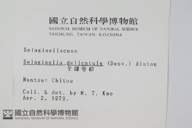 全緣卷柏藏品圖，第2張