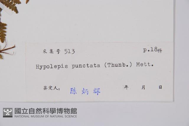 姬蕨藏品圖，第2張