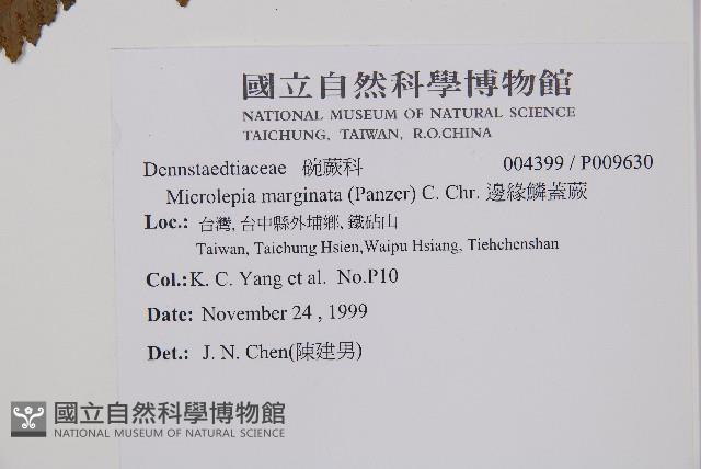 邊緣鱗蓋蕨藏品圖，第2張