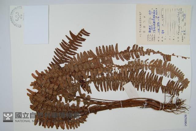 腎蕨藏品圖，第1張