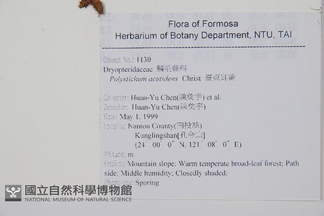 臺東耳蕨藏品圖，第2張