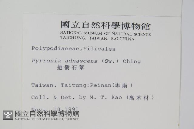 抱樹石葦藏品圖，第2張