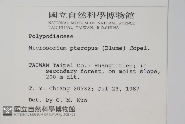 三叉葉星蕨藏品圖，第2張