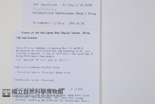 鞭葉蕨藏品圖，第2張