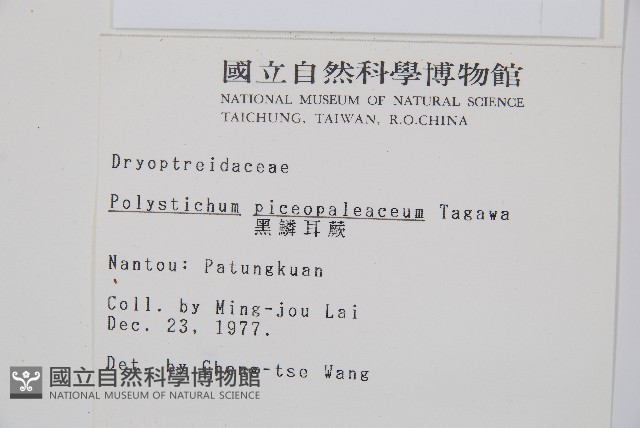 黑鱗耳蕨藏品圖，第2張