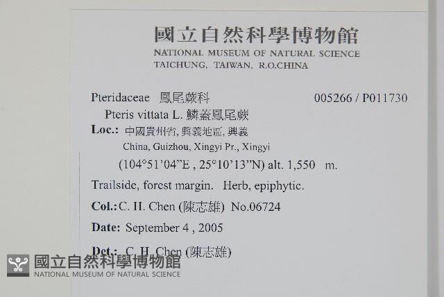 鱗蓋鳳尾蕨藏品圖，第2張